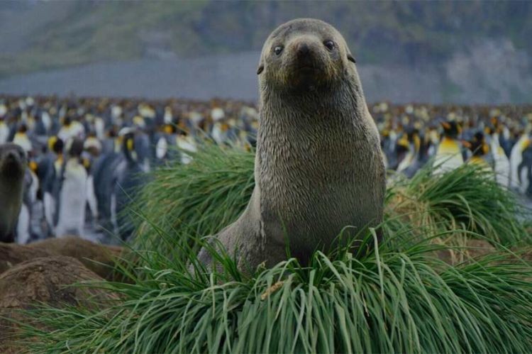 FANS Fundraiser Soirée